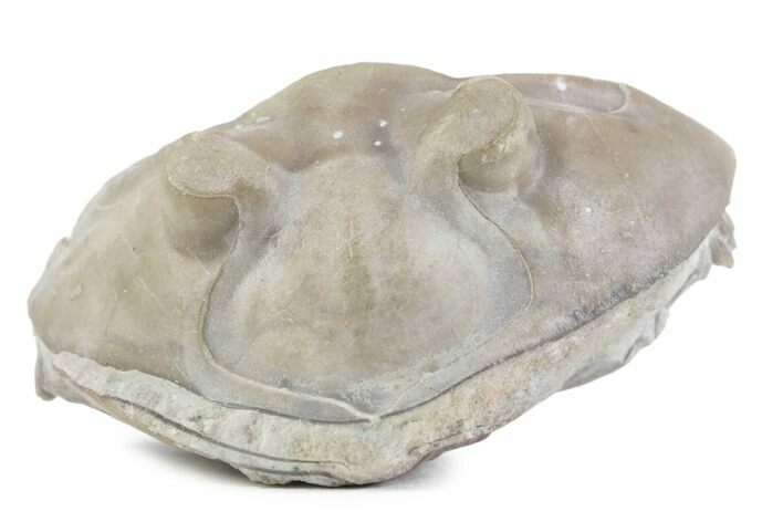Bargain, Enrolled Asaphus Trilobite - Russia #363252